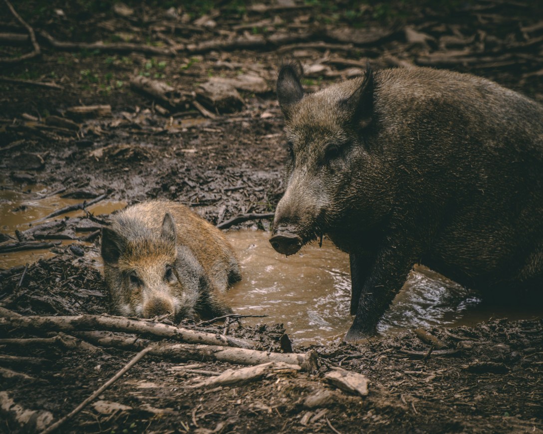 Wild board in a muddy puddle
