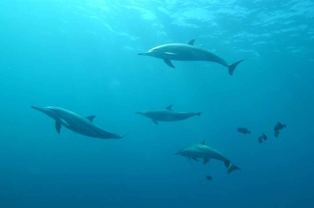 Five dolphins underwater in the pale blue sea.