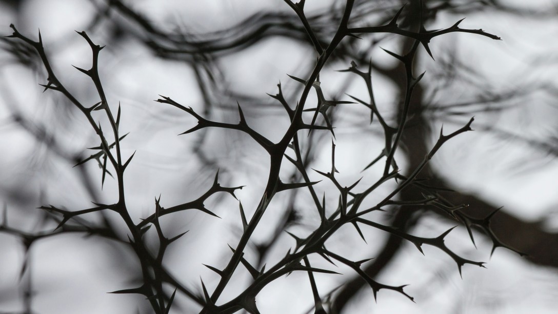 A black and white photo of thorny twigs silhouetted against a pale sky.